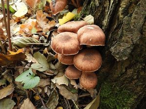 Václavka severská - Armillaria borealis