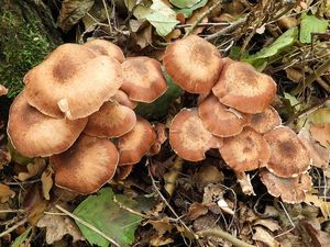 Václavka severská - Armillaria borealis