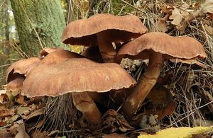 Václavka severská - Armillaria borealis