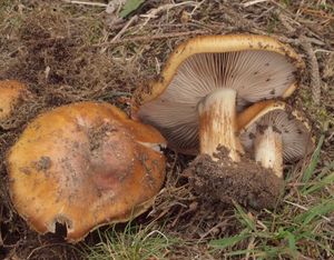 Pavučinec podzimní - Cortinarius turmalis Fr. 1938