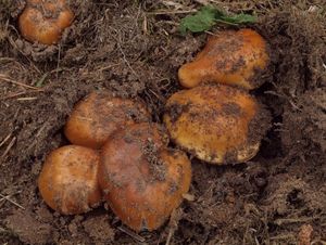 Pavučinec podzimní - Cortinarius turmalis Fr. 1938