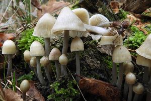 Helmovka rýhonohá - Mycena polygramma (Bull.) Gray 1821