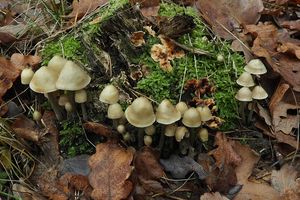 Helmovka rýhonohá - Mycena polygramma (Bull.) Gray 1821