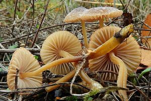 Helmovka hnědobřitá - Mycena olivaceomarginata f. olivaceomarginata (Massee) Massee