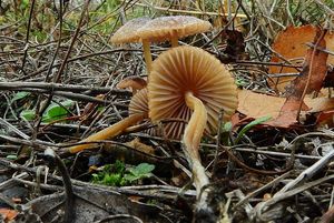 Helmovka hnědobřitá - Mycena olivaceomarginata f. olivaceomarginata (Massee) Massee