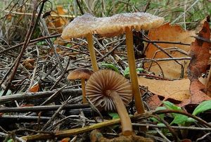 Helmovka hnědobřitá - Mycena olivaceomarginata f. olivaceomarginata (Massee) Massee