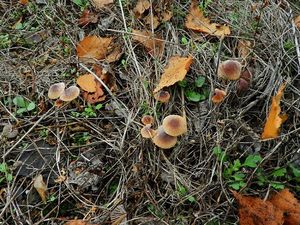 Helmovka hnědobřitá - Mycena olivaceomarginata f. olivaceomarginata (Massee) Massee