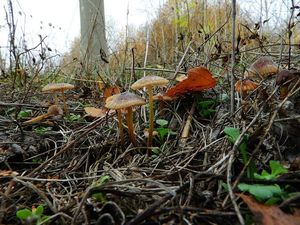 Helmovka hnědobřitá - Mycena olivaceomarginata f. olivaceomarginata (Massee) Massee