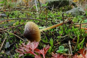 Helmovka hnědobřitá - Mycena olivaceomarginata f. olivaceomarginata (Massee) Massee