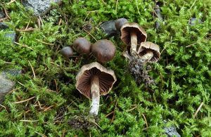 Pavučinec tmavohnědý - Cortinarius brunneus (Pers.) Fr.