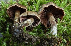 Pavučinec tmavohnědý - Cortinarius brunneus (Pers.) Fr.