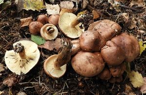 Čirůvka plavohnědá - Tricholoma fulvum (DC.) Bigeard & H. Guill. 1909