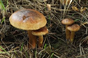 Čirůvka plavohnědá - Tricholoma fulvum (DC.) Bigeard & H. Guill. 1909