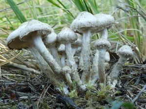 Šupinovka gumovitá - Pholiota gummosa (Lasch) Singer 1951