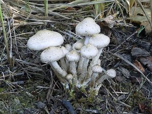 Šupinovka gumovitá - Pholiota gummosa (Lasch) Singer 1951