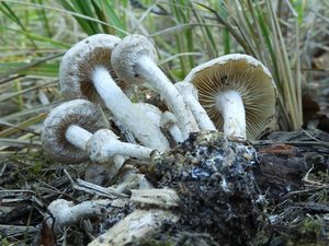 Šupinovka gumovitá - Pholiota gummosa (Lasch) Singer 1951