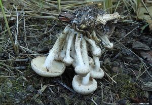 Šupinovka gumovitá - Pholiota gummosa (Lasch) Singer 1951