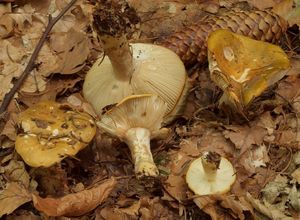 Holubinka hlínožlutá - Russula ochroleuca Fr. 1838