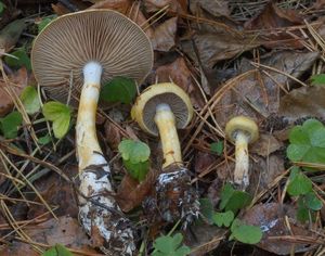 Pavučinec natřený - Cortinarius (Myxacium) delibutus Fr.