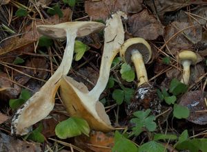 Pavučinec natřený - Cortinarius (Myxacium) delibutus Fr.