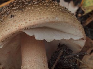 Muchomůrka růžovka - Amanita rubescens Pers. 1797