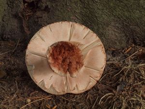 Muchomůrka růžovka - Amanita rubescens Pers. 1797