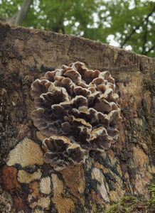 Boltcovitka mozkovitá - Auricularia mesenterica (Dicks.) Pers. 1822