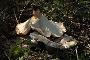 Běločechratka obrovská - Leucopaxillus giganteus (Sibth.) Singer