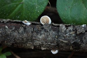 Trepkovitka Cesatiho - Crepidotus cesatii (Rabenh.) Sacc. 1877