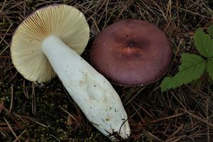 Holubinka nahořklá - Russula caerulea Fr. 1838