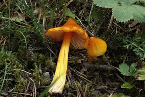 Voskovka stálá - Hygrocybe acutoconica (Clem.) Singer 1951