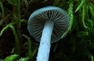 Límcovka nazelenalá - Stropharia pseudocyanea (Desm.) Morgan