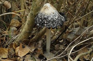 Hnojník obecný - Coprinus comatus (O.F. Müll.) Pers. 1797