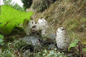 Hnojník obecný - Coprinus comatus (O.F. Müll.) Pers. 1797