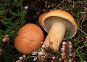 Klouzek kravský - Suillus bovinus (L.:Fr.) Roussel