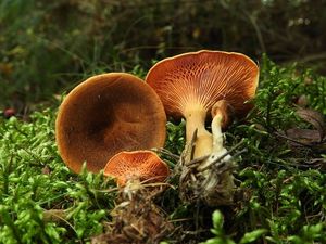 Lištička pomerančová - Hygrophoropsis aurantiaca (Wulfen) Maire 1921