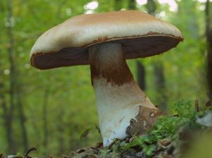 Pavučinec různý - Cortinarius(Phlegmacium)varius(Schaeff.)Fr.