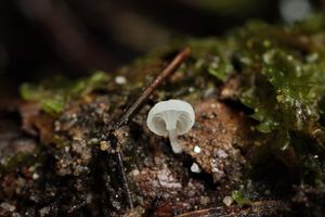 Helmovka kadeřavá - Hemimycena hirsuta (Tode) Singer 1986