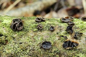 Kornice jasanová - Sclerencoelia fraxinicola Baral & Pärtel