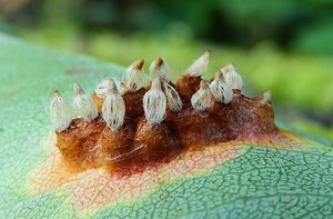 Rez hrušňová - Gymnosporangium sabinae (Dicks.) G. Winter 1884