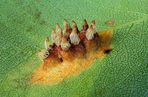 Rez hrušňová - Gymnosporangium sabinae (Dicks.) G. Winter 1884