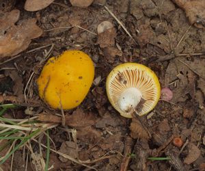 Holubinka měnlivá - Russula risigallina (Batch) Sacc. 1915