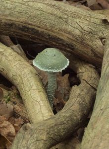 Límcovka měděnková - Stropharia aeruginosa (Curtis) Quél. 1872