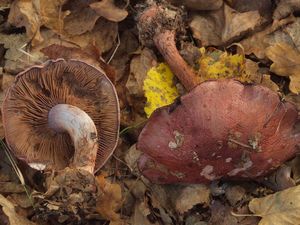 Pavučinec hnědoolivový - Cortinarius (Phlegmacium) rufoolivaceus (Pers