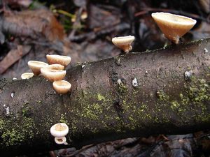 Hlíva číškovitá - Tectella patellaris (Fr.) Murrill