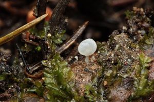 Helmovka kadeřavá - Hemimycena hirsuta (Tode) Singer 1986