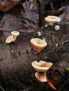 Hlíva číškovitá - Tectella patellaris (Fr.) Murrill