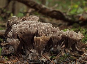 Plesňák zápašný - Thelephora palmata (Scop.) Fr. 1821