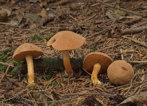 Hřib peprný - Chalciporus piperatus (Bull.) Bataille 1908
