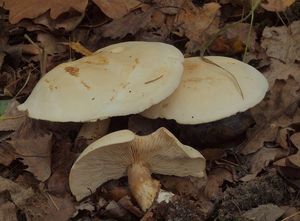 Čirůvka běložlutavá - Tricholoma stiparophyllum (N. Lund) P. Karst. 1879